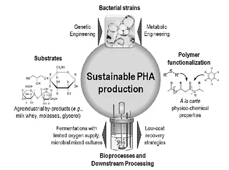 聚羟基脂肪酸Polyhydroxyalkanoate (PHA)
