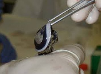 体外眼刺激试验：牛角膜混浊和通透性试验（BCOP）