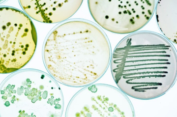 ISO 11930 防腐剂有效性测试