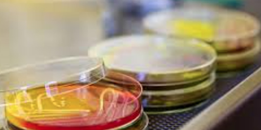 ISO 17516 化妆品 微生物学 微生物限度