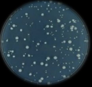 ISO 21149化妆品中需氧嗜温菌检测
