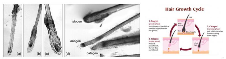 毛发及相关组织产品—防脱发(Anti-Hair Loss)功效测试