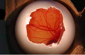 HET-CAM Test鸡胚绒毛尿囊膜试验