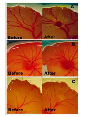 HET-CAM Test鸡胚绒毛尿囊膜试验