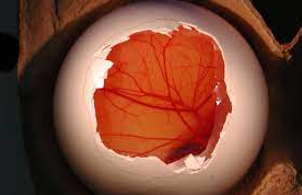 化妆品对眼部的刺激性评估方案—Dermatest® No Tears 无泪印章&鸡胚绒毛尿囊膜试验