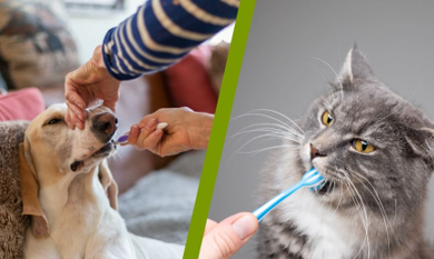 宠物口腔护理品中国合规攻略