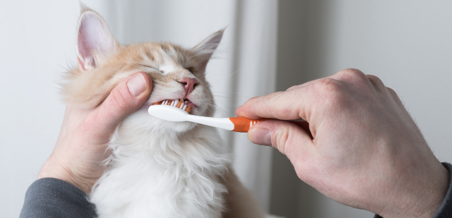 宠物口腔护理品中国合规攻略